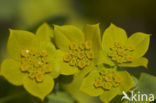False Thorow-wax (Bupleurum subovatum)