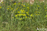 False Thorow-wax (Bupleurum subovatum)