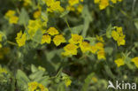 False Thorow-wax (Bupleurum subovatum)