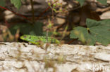 Green Lacerta (Lacerta viridis)