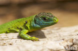 Smaragdhagedis (Lacerta viridis)