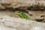 Smaragdhagedis (Lacerta viridis)