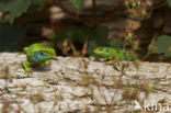 Green Lacerta (Lacerta viridis)