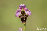 Woodcock orchid (Ophrys scolopax)