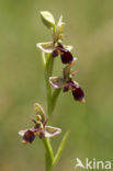 Sniporchis (Ophrys scolopax)