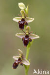 Sniporchis (Ophrys scolopax)