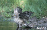 Sperwer (Accipiter nisus)