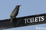 European Starling (Sturnus vulgaris)