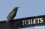 European Starling (Sturnus vulgaris)