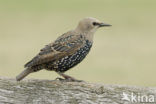 European Starling (Sturnus vulgaris)