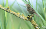 Sprinkhaanzanger (Locustella naevia)