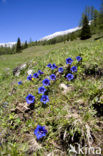 Stengelloze gentiaan (Gentiana acaulis)