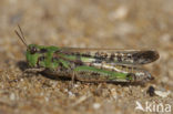 Strandsprinkhaan (Aiolopus thalassinus )