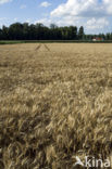 Tarwe (Triticum spec.)