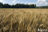Wheat (Triticum spec.)