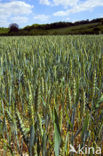 Wheat (Triticum spec.)
