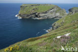 Tintagel Head