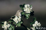 Tjiftjaf (Phylloscopus collybita)