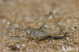 Tuberous Bush-cricket (Platycleis affinis)