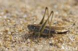 Tuberous Bush-cricket (Platycleis affinis)