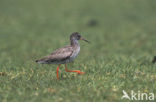 Common Redshank (Tringa totanus)
