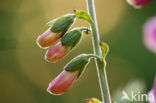 yellow foxglove (Digitalis grandiflora)