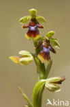 Vliegenorchis van de Causses (Ophrys aymoninii)