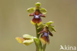 Vliegenorchis van de Causses (Ophrys aymoninii)