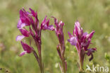 Vlinderorchis (Orchis papilionacea var. expansa)