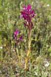 Vlinderorchis (Orchis papilionacea var. expansa)
