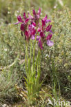 Vlinderorchis (Orchis papilionacea var. expansa)