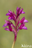 Vlinderorchis (Orchis papilionacea var. expansa)