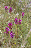 Vlinderorchis (Orchis papilionacea var. expansa)