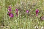 Vlinderorchis (Orchis papilionacea var. expansa)