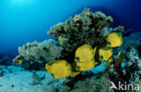 Masked butterflyfish (Chaetodon semilarvatus)