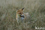 Fox (Vulpes vulpes)