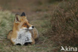 Vos (Vulpes vulpes)