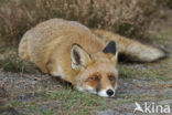 Fox (Vulpes vulpes)