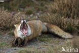 Fox (Vulpes vulpes)