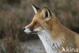 Fox (Vulpes vulpes)