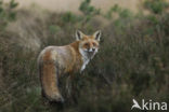 Fox (Vulpes vulpes)