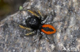 Vuurspringspin (Philaeus chrysops)