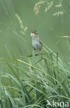 Aquatic Warbler (Acrocephalus paludicola) 