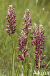 Welriekende wantsenorchis (Anacamptis coriophora subsp. fragrans )