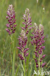 Welriekende wantsenorchis (Anacamptis coriophora subsp. fragrans )