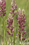 Welriekende wantsenorchis (Anacamptis coriophora subsp. fragrans )