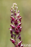 Welriekende wantsenorchis (Anacamptis coriophora subsp. fragrans )