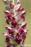 Welriekende wantsenorchis (Anacamptis coriophora subsp. fragrans )