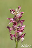 Welriekende wantsenorchis (Anacamptis coriophora subsp. fragrans )