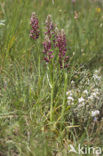 Welriekende wantsenorchis (Anacamptis coriophora subsp. fragrans )